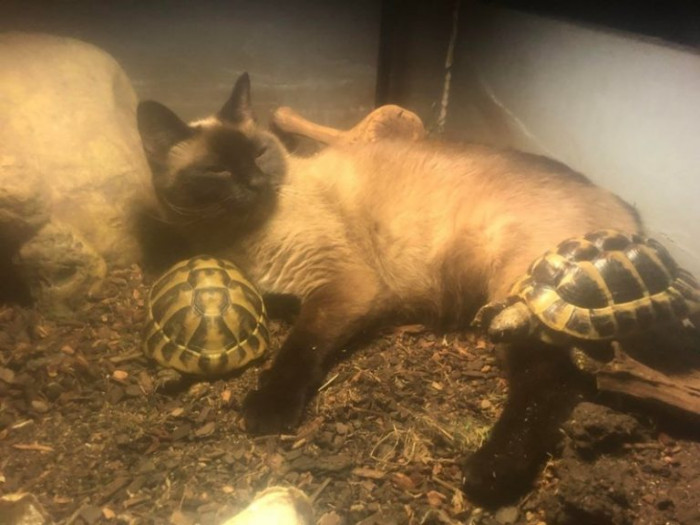 21. When a weird combination of animals are best friends...