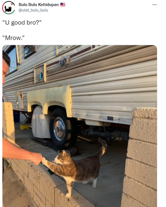 1. This cat is a real cool dude and knows how to act like it!