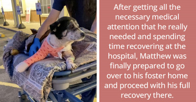 Dog, Who Just Got Discharged From The Hospital, Is Super Excited To See His Best Buddy Picking Him Up