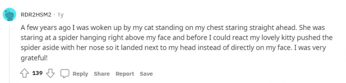 I wonder if the cat knew what it was doing.