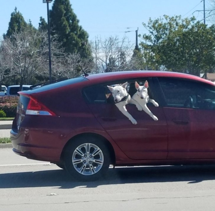 21. Car rides with the duo.