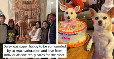 Little Dog’s Family Celebrates Her Birthday With Heartwarming Pictures That Will Make You Smile