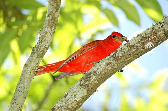 Meet The Eye-Catching Strawberry-Colored Bird Who Has Got To Be One Of The Most Striking Birds In North America.