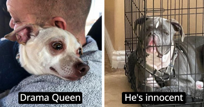 20+ Photos Of Animals Just Being Their Weird Drama Queen Selves