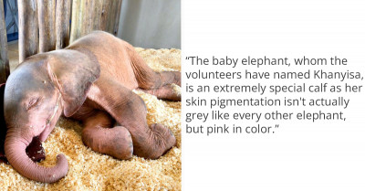 A Cute, Orphaned, Albino Baby Elephant Has Beaten the Odds and Found What She Has Always Wanted