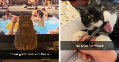 Ridiculous Cats Behave Exactly How Humans Should Expect Them To