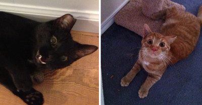 These Cats Have Been Hitting On Catnip Way Too Hard