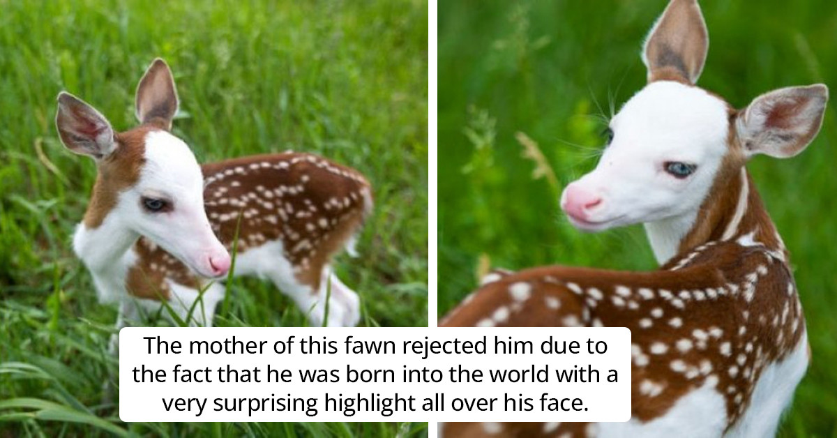 Mother Deer Rejects Her Baby Because He Has A Rare Condition, But This Fawn Finds Happiness Eventually