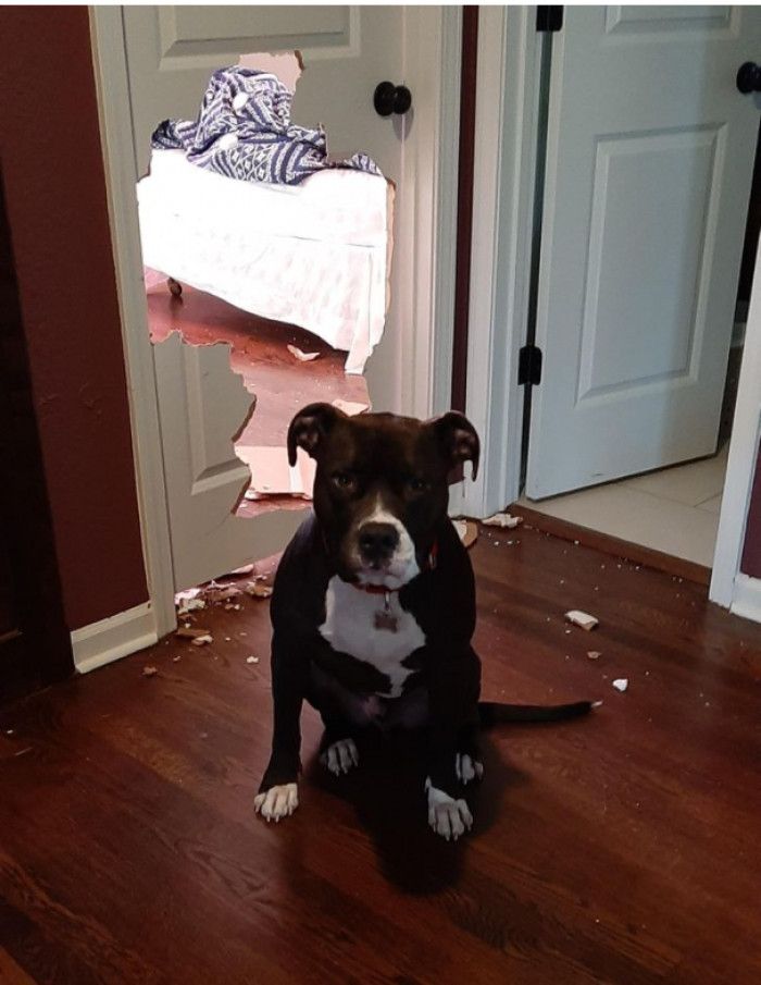 9. “I almost reported a kidnapping when I saw the interior of all the walls scratched almost 6 feet up. Then I saw the dog.”