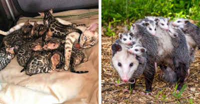 20 Beautiful Moments Captured Of Animal Mothers And Babies Showing Love