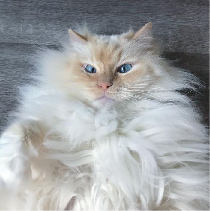 10. Here is Sky, and he's a fluffy, cute cat