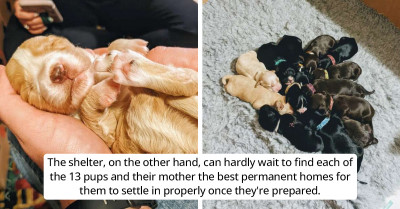 Joyful Moment: Rescued Dog Gives Birth to Twice the Number of Puppies That People Expected