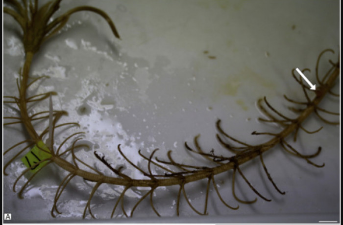 A polyp of Metridioidea attached to the crinoid stem.