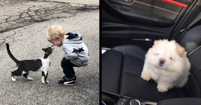 27 Pictures of Animals That Are Too Cute, Charming, and Adorable That People Had to Show Them Off Online