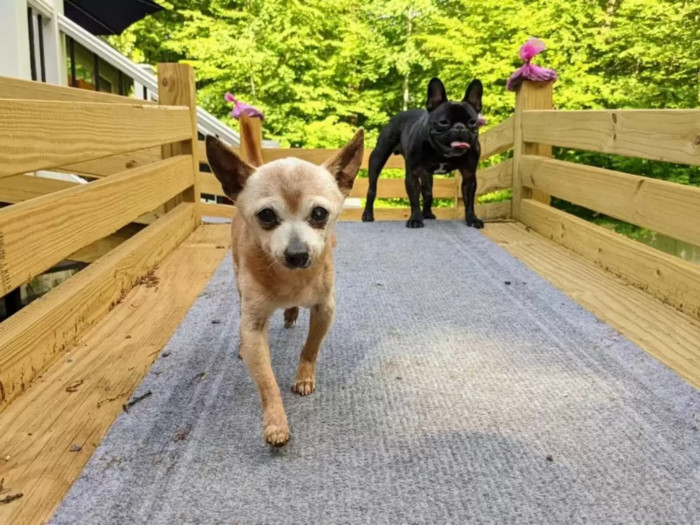 “Bully is feisty, naughty, sweet, independent, gentle, calm, and he has an old man bark,” Hughes said. “Even at his age, he likes to try to push around another one of our Chihuahuas.”