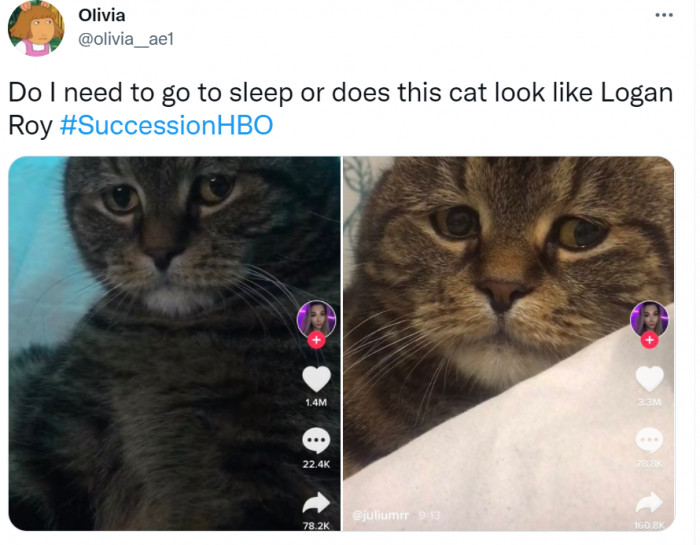 8. Why does this cat look identical to TV's biggest (and richest) grumpy old man, Logan Roy?