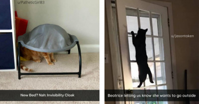 35 Peculiar Kitties Giving Us All The Reasons We Need To Laugh Today
