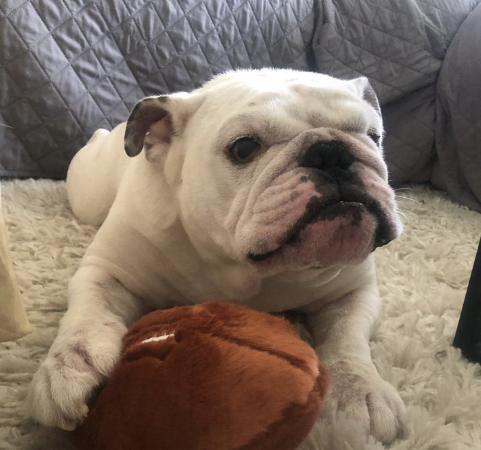 This is enough exercise for today for Mr. Ollie