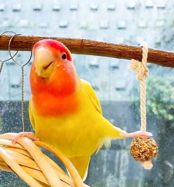 Most lovebird species grow up to 10-14 cm, and these rosy-faced species are actually the larger ones out of them as they can potentially reach 15 cm in size.