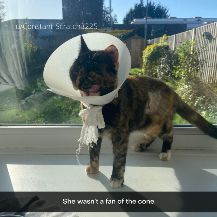 32. Revenge will be swift once she's released from her cone prison.