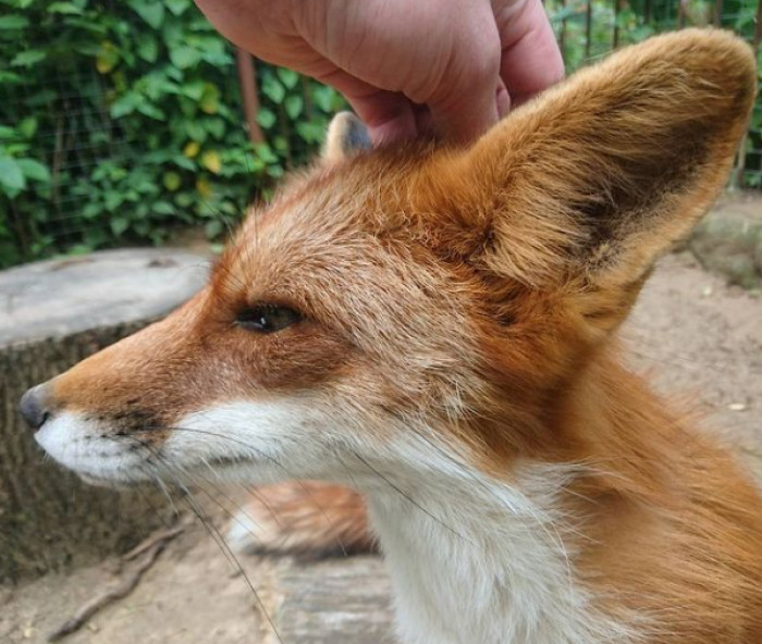 The Growing Friendship