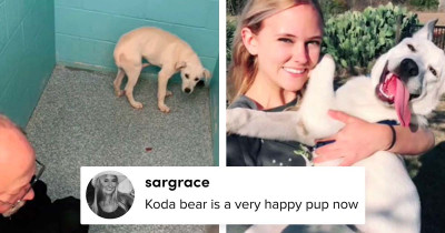 Wholesome Dog Pictures Before and After Adoption Is the Best TikTok Challenge of Them All