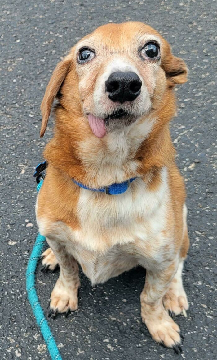 28. The goodest boy ever