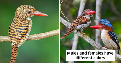 The Banded Kingfisher Has Flamboyant Colors and an Interesting Latin Name Origin