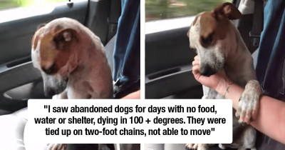 Abandoned Dog Can't Stop Thanking The Woman Who Rescued Him
