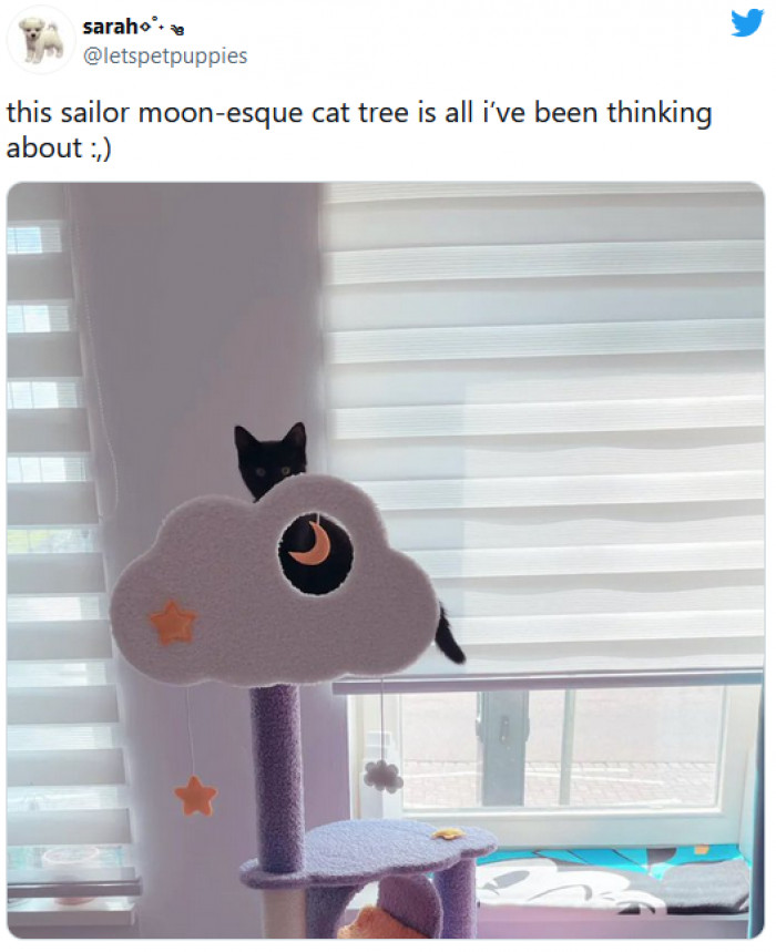 7. This cat must be a massive Sailor Moon fan!