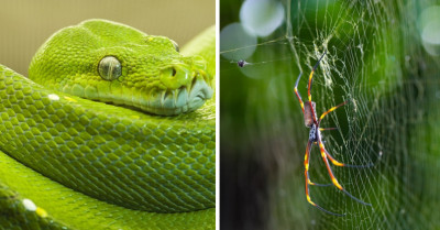 Critterpedia - An App That Answers The Most Asked Question: “Is It Poisonous?”