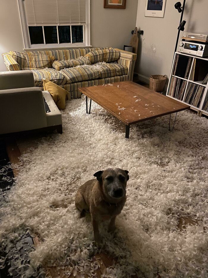 49. Roscoe chose to decorate for Christmas his own way