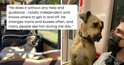People Kept Seeing A Dog Using Public Transport In Istanbul, And Authorities Placed A Tracker On Him – It Turns Out He Commutes Over 20 Miles Each Day