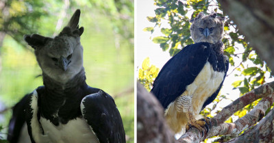 Marvel At The Exceptional Beauty, Size, and Majesty Of The Harpy Eagle