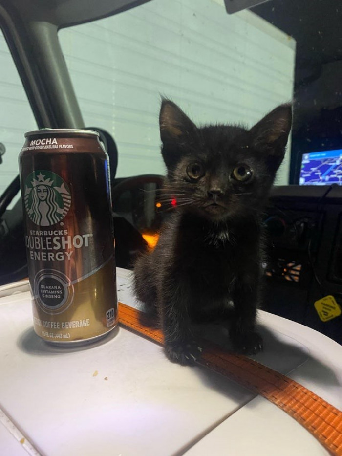 14. My parents got this kitten to accompany them on the road. They are truck drivers.