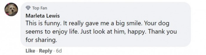 Proud Labradoodle sitting calmly, likely in principal’s office after incident