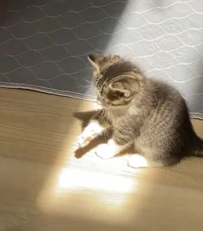 The kitten couldn't figure out why she was unable to grab the strange glowing rectangle.