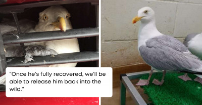 Seagull Stuck Behind Car Grill Was Miraculously Saved By A Passerby