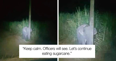 Cute Baby Elephant Tries to Hide Behind a Thin Light Pole After Getting Caught Eating Sugarcane