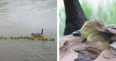 Mother Goose Looks After 47 Babies and Keeps Them Safe All by Herself