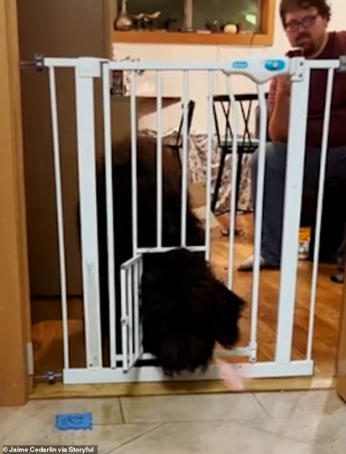 The parents were so surprised when they saw how Cassi enters the children's room.