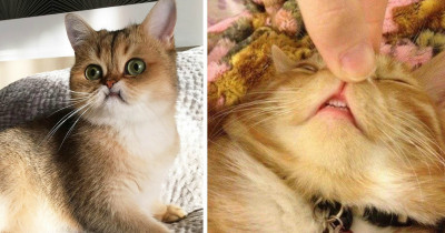 If You Enjoy Pictures Of Cute Cat Teeth Then The Online Community “Teefies” Is Perfect For You