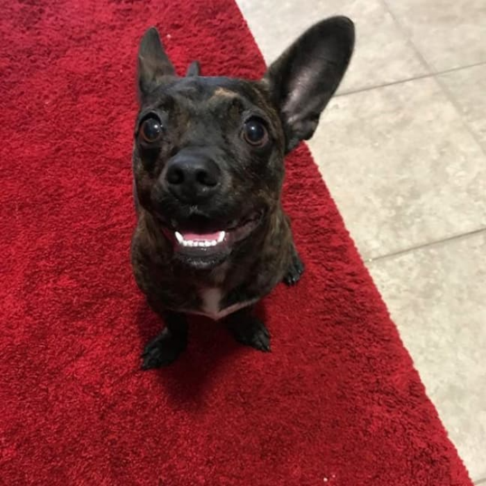 Birthday boy dog with festive hat or collar, excited happy expression