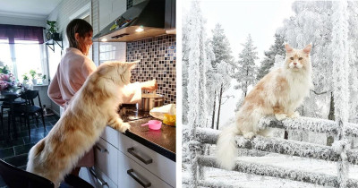 Owner Shares Photos of Her Incredibly Large and Majestic Maine Coon