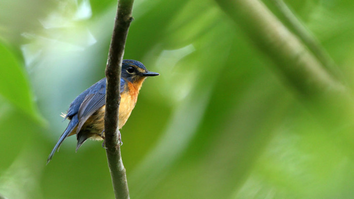 Yellow-breasted Togian jungle-flycatcher (Cyornis omissus omississimus)