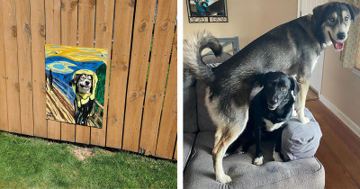 Dogs Enjoy Watching Their Neighbors Through a Hole in the Fence, So Their Owners Had Some Fun with Them