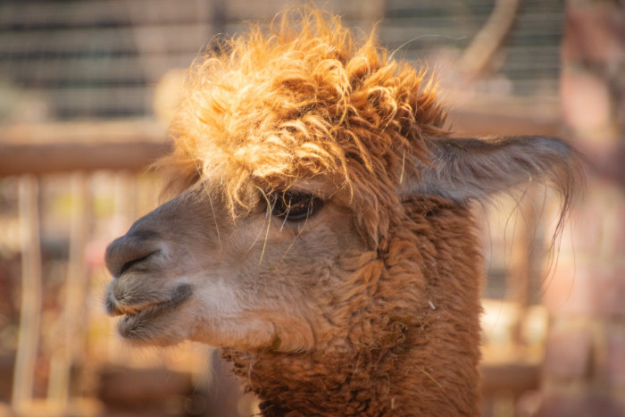 Man stands beside a llama at his sister’s wedding reception outdoors
