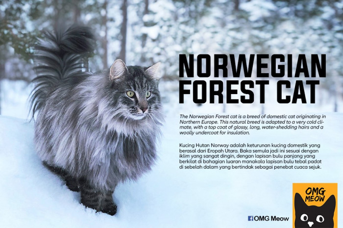 36. Norwegian Forest Cat