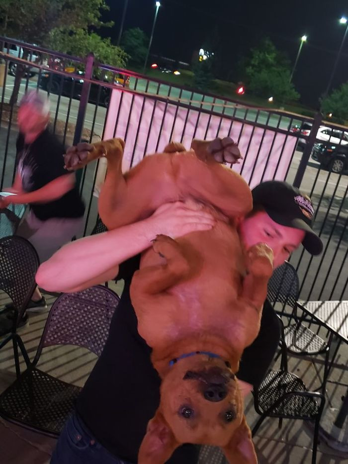 29. "Spotted a dog at a bar... owner saved him from Tijuana, Mexico, off the street, and he is the happiest dog I've ever seen! Lol, such a lover!"