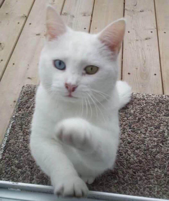Cat perched by the entryway, looking toward the house interior